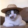 Jogando: Demons Souls's profile picture