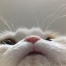 Profilbild von เหงา