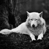 Lion and wolf Boy's profile picture