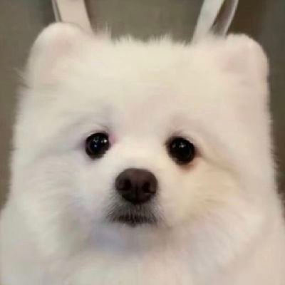 noeylechh's profile picture