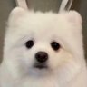 # butter's profile picture
