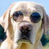 Profilbild von COOL DOG