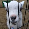 Shu🐐 profil fotoğrafı