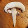 Profilbild von Mushroom T.