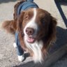 Profilbild von Bongo