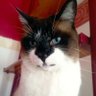 El_Opinador, 🥑, 🐝.'s profile picture