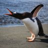 SlyPenguin72's profile picture