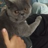 Sema Yazıcıoğlu profil fotoğrafı