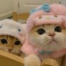 Profilbild von Le chaton est purr