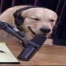 Profilbild von dogwithdamic