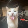 Bleh Cat 的头像