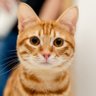 Orenji-iro no neko's profile picture