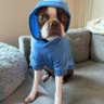 MooPote's profile picture