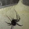 Spider 的头像