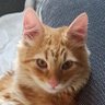 Фото профиля Cat Solomon🇬🇪🇺🇦🇬🇧🇪🇺