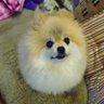犬飼BGL(いぬかい・びーぐる) 的头像
