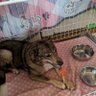 まっきー 的头像