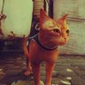 cat from stray's profile picture