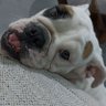 Beluga's profile picture