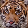 Profilbild von えの🐯10月📅年度後半上昇祈願✨