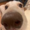 Henry Loeschman's profile picture