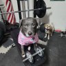 PittiePicks ็ๅคดๅ