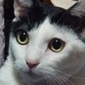 Фото профиля ねーこ猫