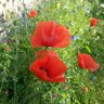 Sonya 2 profil fotoğrafı