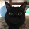 Фото профиля 黒猫のジジ