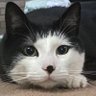 Madi profil fotoğrafı