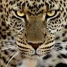 marcelo cerqueira castro profil fotoğrafı
