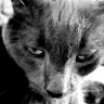 nakalani's profile picture