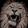 lion 的头像