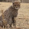 👑Soltan61👑 profil fotoğrafı