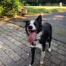 Rocket's profile picture