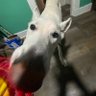Neal profil fotoğrafı