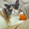 くみんとうこんとはっかく's profile picture