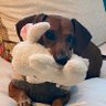 schmiddlebop's profile picture