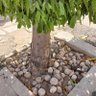 Фото профиля AKC