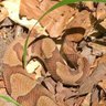 Фото профиля Copperhead