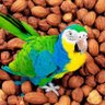 Фото профиля ParrotysNuts
