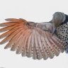 Little Flicker's profile picture