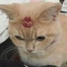gg's profile picture