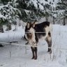 Magnus Hedlund's profile picture