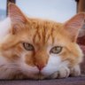 ネコの独り言😻🎌🇯🇵🇪🇺 的头像