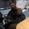 Фото профиля みゆちび🐱いそまると成り上がりたい猫
