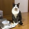 しまべん(烏田)'s profile picture