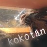 kokotan's profile picture