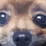 幻の犬's profile picture