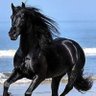 Фото профиля CABALLO NEGRO 1